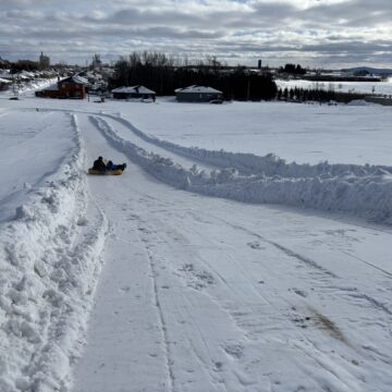 Saint-Bernard en neige