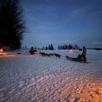 Saint-Bernard en neige