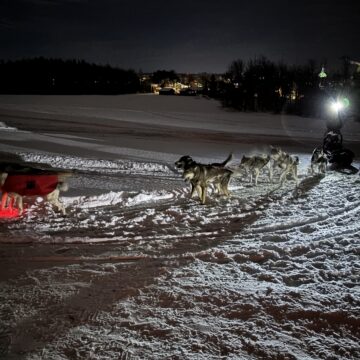 Saint-Bernard en neige